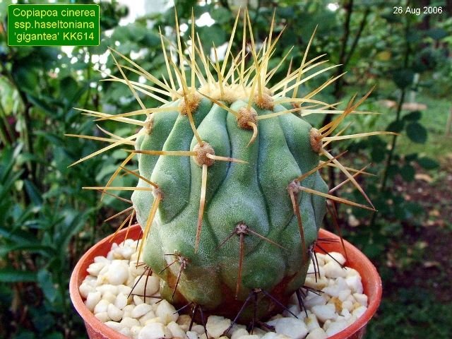 Copiapoa _cinerea_ ssp._haseltoniana 'gigantea' KK614_ 04